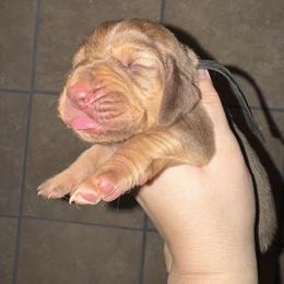 Black girl - Liver and tan female Bloodhound puppy in Conway, Missouri from Ozark Mountain Kennel