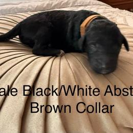 Oakley - Black male Poodle puppy in Pueblo West, Colorado from Little Paws Poodles