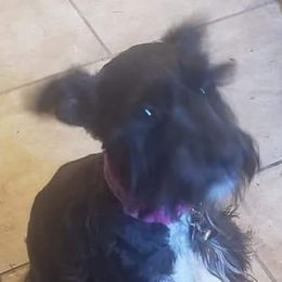 Haven - Miniature Schnauzer