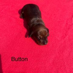 Dachshund Puppies from Dachshunds of Tales