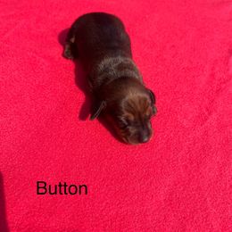 Dachshund Puppies from Dachshunds of Tales