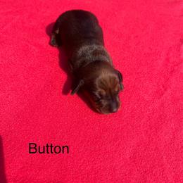 Dachshund Puppies from Dachshunds of Tales