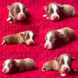 Red tri male - Red tri male Toy Australian Shepherd puppy in Brooker, Florida from Honey, I Shrunk the Aussies