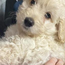 Goldendoodles from Graceful Miniature Goldendoodles
