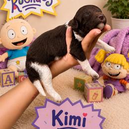Kimi - Parti female Poodle puppy in Spring Hills, Florida from The Olympus Standard Poodle