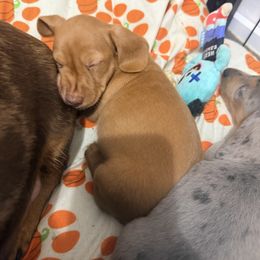 Heart - Red female Dachshund puppy in Nampa, Idaho from 208 Wiener Wiggle Butts LLC