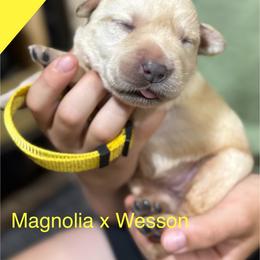 Yellow - Yellow female Labrador Retriever puppy in Wilson’s, Virginia from Cedar Hill Farm Labradors