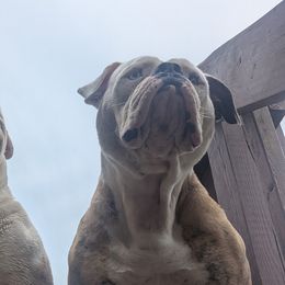 American Bulldogs from Elijah's American Bulldogs LLC