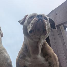 American Bulldogs from Elijah's American Bulldogs LLC