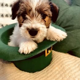 Violet - White and tan female Russell Terrier puppy in Burns, Tennessee from Terrier Town of Tennessee