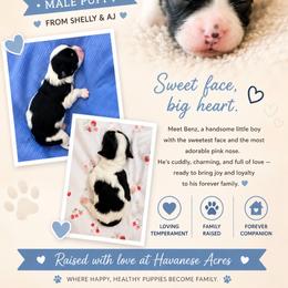 Benz - Black and white male Havanese puppy in Hawthorne, Florida from Havanese Acres