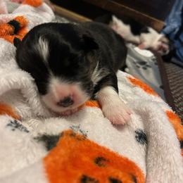 Moose Tracks - Black and white male American Corgi puppy in Waltham, Maine from Downeast Corgis