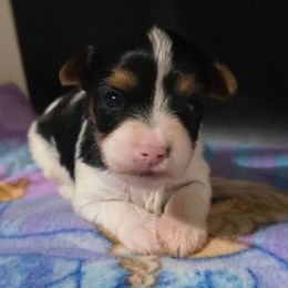 Girl 1 - Parti female Yorkshire Terrier puppy in White Pigeon, Michigan from Kathys Yorkie and Shih-tzu Cuties