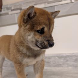 Andy - Red male Shiba Inu puppy in Warren County, New Jersey from Yellow Gate Kennel