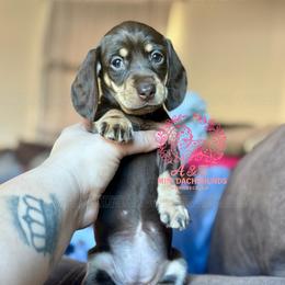 Cristina - Chocolate and tan female Dachshund puppy in Hornbeck, Louisiana from A&Z Mini Dachshunds