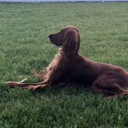 Irish Setters from McClellan Setters