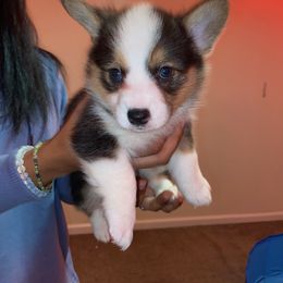 Girl 2 - Pembroke Welsh Corgi puppy in San Diego, California from Peaches Pad