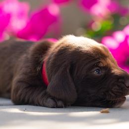Red - Chocolate female Dachshund puppy in Bakersfield, California from LongDogs Bakersfield