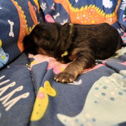 Zuzanna - Black and red female German Shepherd puppy in Los Lunas, New Mexico from Mali's German Shepherds LLC