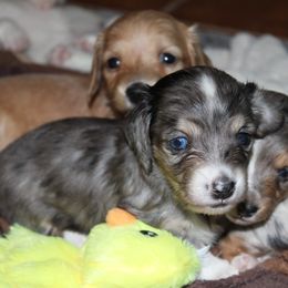 Dachshund Puppies from Chilidog Dachshunds