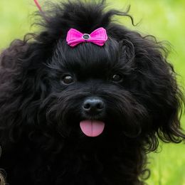 Berry - Russian Tsvetnaya Bolonka