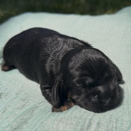 Valka - Black and tan female Cocker Spaniel puppy in Deer Park, Texas from Southern Sunset Cockers
