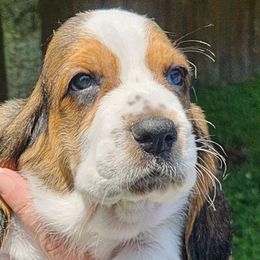 Clarence - Black white and brown Basset Hound puppy in Chesapeake, Virginia from Yankee Bassets