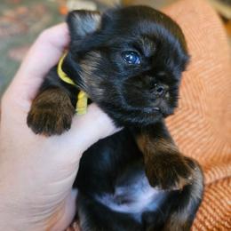 Dolly - Black and tan female Brussels Griffon puppy in Welch, Minnesota from Baringer Brussels