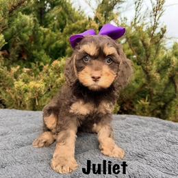 Juliet - Chocolate female Australian Labradoodle puppy in Mason, Michigan from Monarch Labradoodles