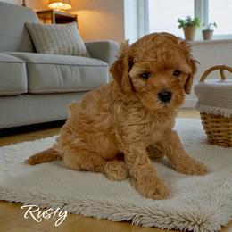 Rusty - Red male Cavapoo puppy in Miami, Florida from Mario’s Pups