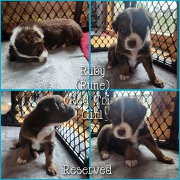 Ruby - Red tri-color female Australian Shepherd puppy in Cook, Minnesota from RL Australian Shepherds
