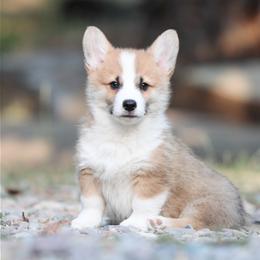 Skipper - Red male Pembroke Welsh Corgi puppy in Plains, Montana from Diamond Corgis