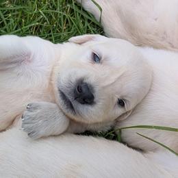 Peanut - Light golden male Golden Retriever puppy in Lakeside, Arizona from Tall Pines Goldens