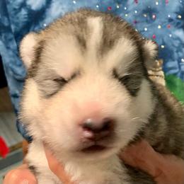 Joann - Gray and white female Alaskan Malamute puppy in Palmyra, Michigan from Illusion Kennel
