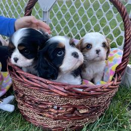 Cavalier King Charles Spaniels from Stone Hedge Cavalier King Charles Spaniels