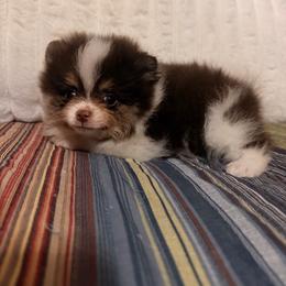 Thorn - Chocolate parti male Pomeranian puppy in Sandia, Texas from Broken Arrow Poms