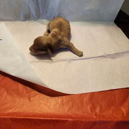 Boy 2 - Cream male Dachshund puppy in Coweta, Oklahoma from Adney Acres Dauchshunds