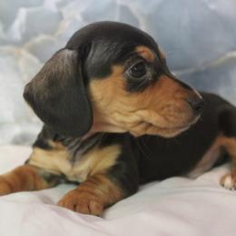 Roczen - Black and tan male Dachshund puppy in Warm Springs, Arkansas from Seven Hills Arkansas