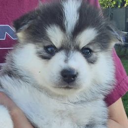 Pomeranians and Pomskies from Northern Cali Pomskies