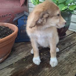 Aussiedoodle and Miniature Australian Shepherd Puppies from Aussies Acre
