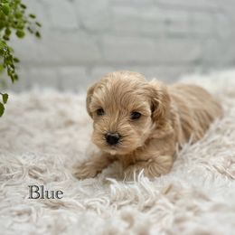 Maltipoo Puppies from Grassy Meadow Pups