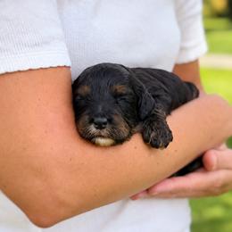 Slate - Black white and tan male Cockapoo puppy in Mt Bethel, Pennsylvania from Stasia’s Cutiepoos