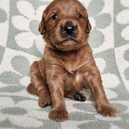 Goldendoodle Puppies from Doodles of West Chester