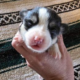 Dixie - Black and tan female Pembroke Welsh Corgi puppy in Anton, Texas from X Bar's Lil Legs of Texas