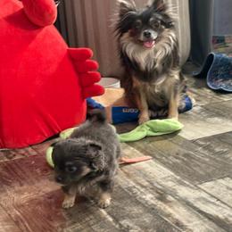 Blue girl 7,500 - Blue and tan female Chihuahua puppy in Summerfield, Florida from Uey’s Chihuahuas