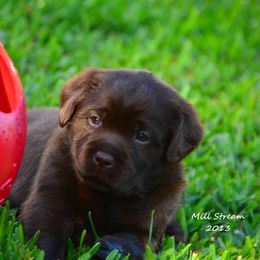 Labrador Retriever Puppies from Mill Stream Labradors