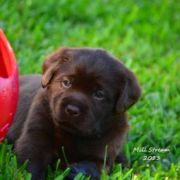 Labrador Retriever Puppies from Mill Stream Labradors