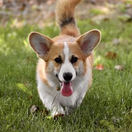 Bear - Pembroke Welsh Corgi