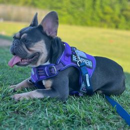 Luna - French Bulldog