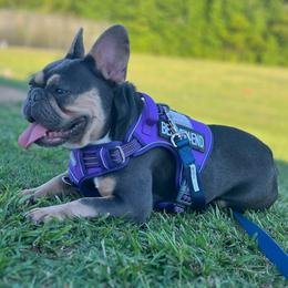 Luna - French Bulldog